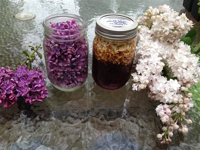Making Lilac Honey